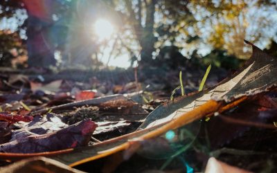 Besser fotografieren lernen mit Inspiracles – Teil 1 – Fotografiere mit dem Smartphone