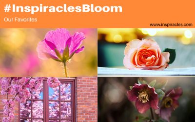 Our favorite pictures of the April challenge “Bloom” – #InspiraclesBloom