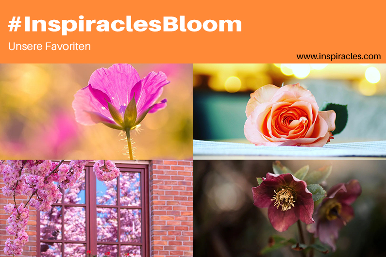 Unsere Lieblingsbilder der April-Challenge “Bloom” – #InspiraclesBloom