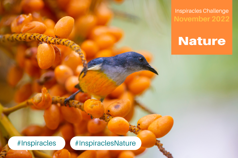 Inspiracles Challenge – November 2022 – Nature
